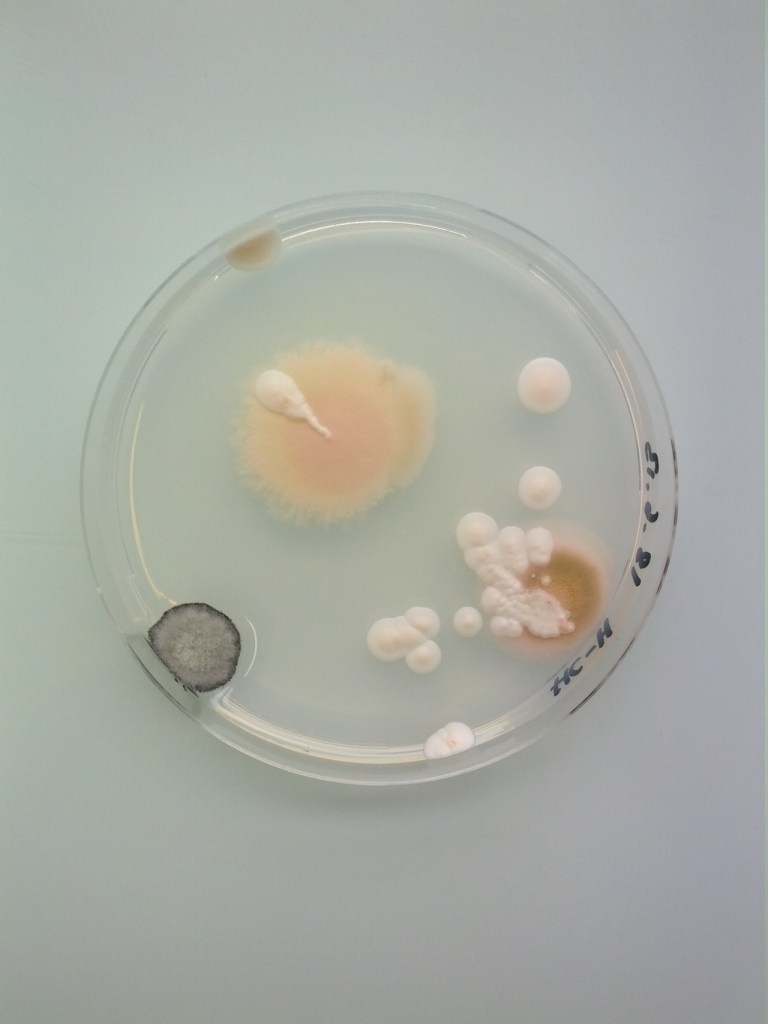 mxe78wuTP41rfxttzo1_1280