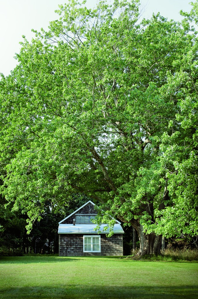 1 © Robyn Lea - Jackson's Studio in High Summer, Springs